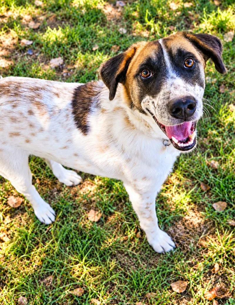 A young medium-sized male Australian Cattle Dog / Blue Heeler dog named Blueberry for adoption in Newport, TN