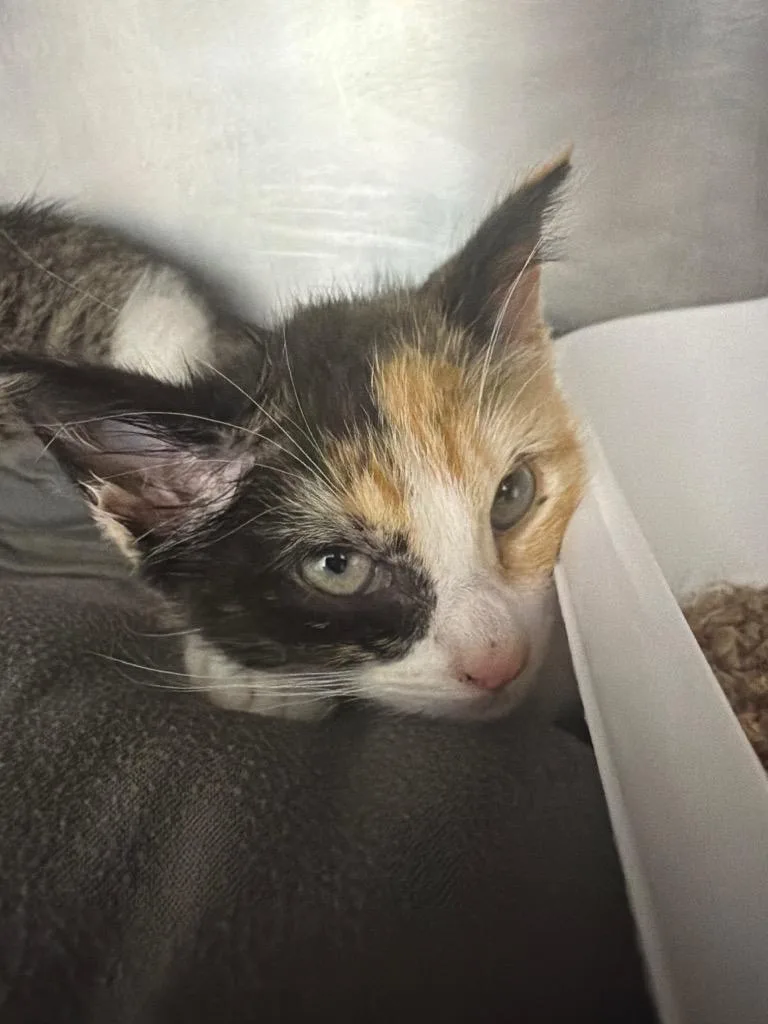A baby small-sized female Domestic Short Hair cat named Eve for adoption in Pomona, NY