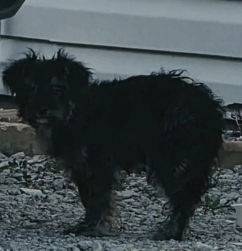 An adult small-sized female Miniature Poodle dog named Nutella for adoption in Panama City, FL