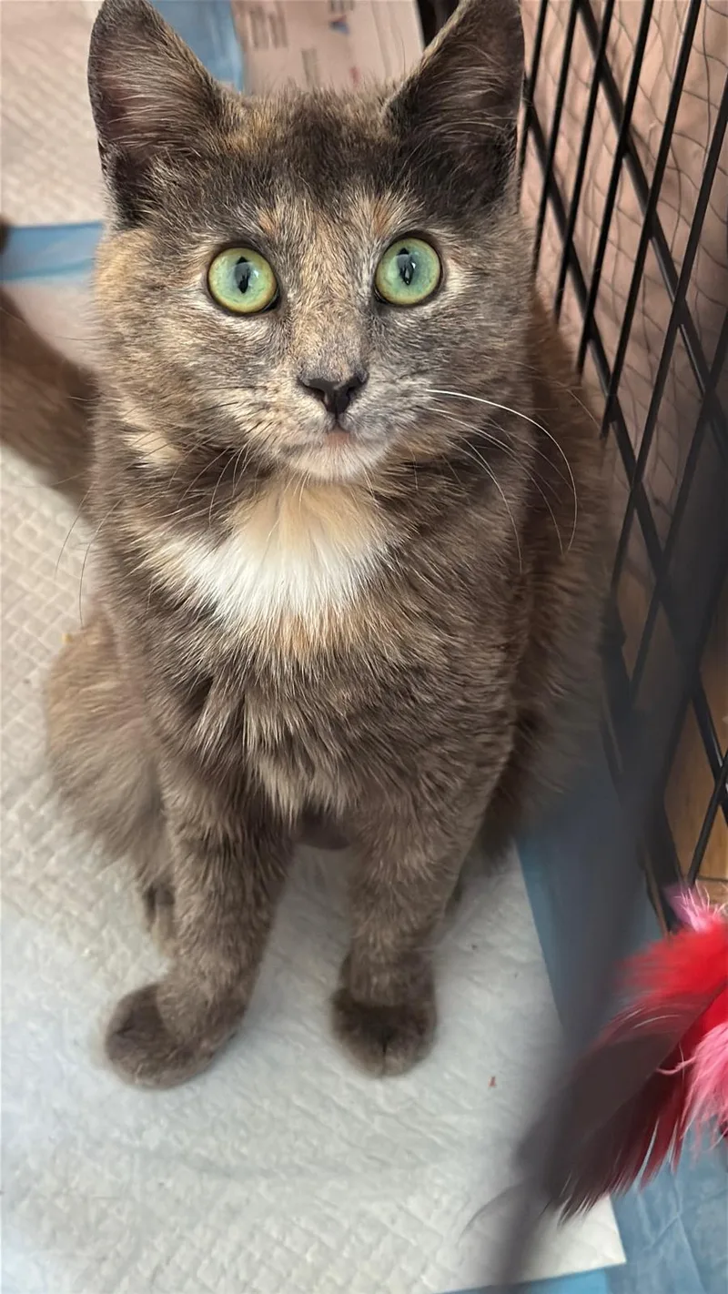 An adult small-sized female Dilute Tortoiseshell Domestic Short Hair cat named Roxanne for adoption in Brooklyn, NY
