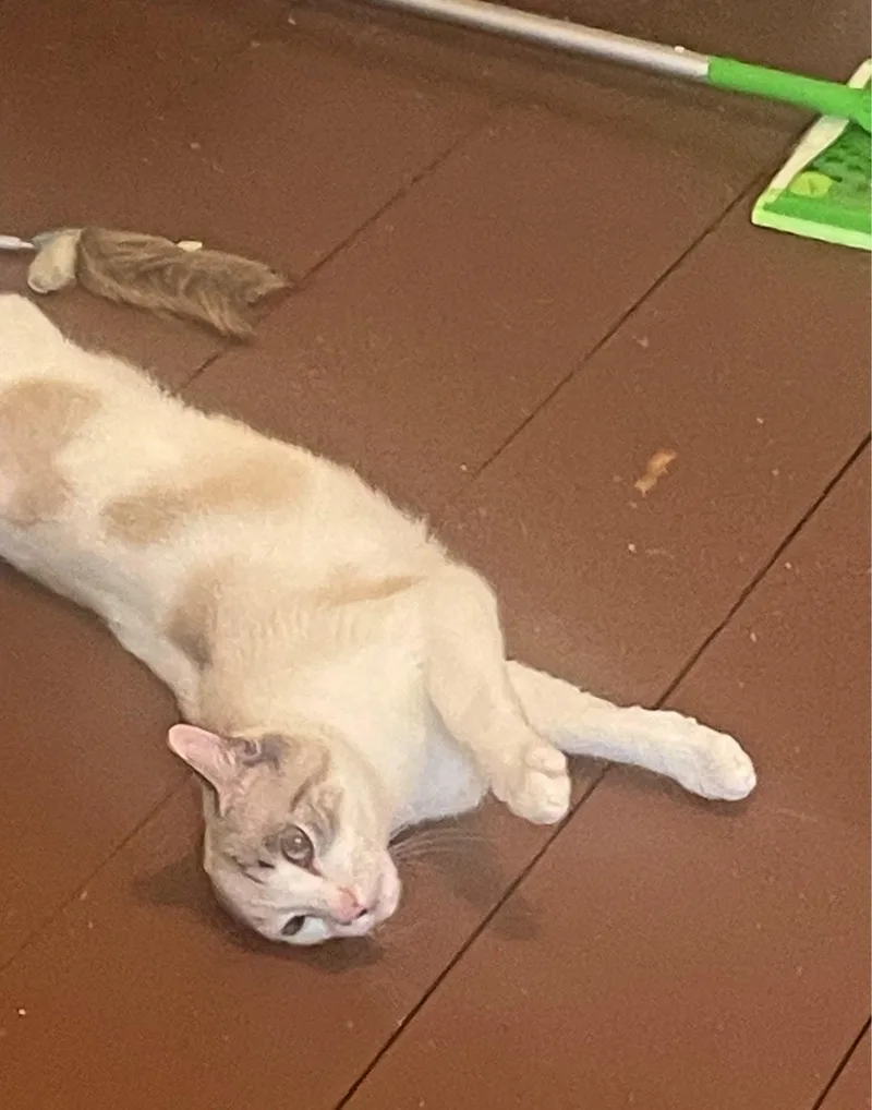 A young medium-sized female Buff / Tan / Fawn Domestic Short Hair cat named Moon for adoption in Roslindale, MA