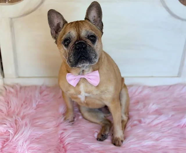 An adult small-sized female French Bulldog dog named Brooklyn for adoption in Fairfield, CA