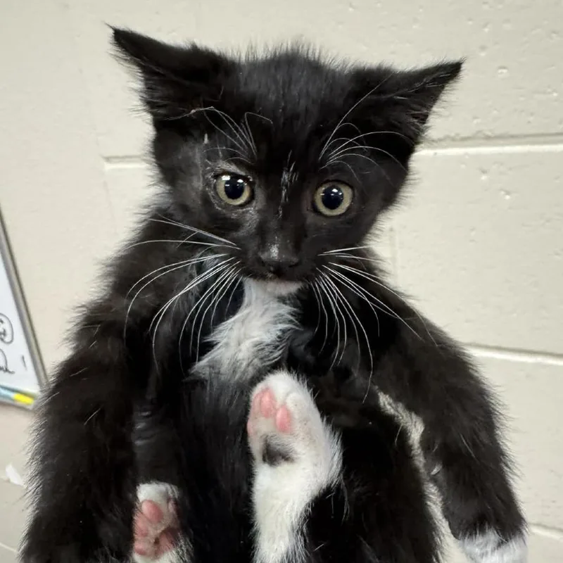 A baby small-sized male Black Domestic Short Hair cat named Bolt for adoption in Reno, NV