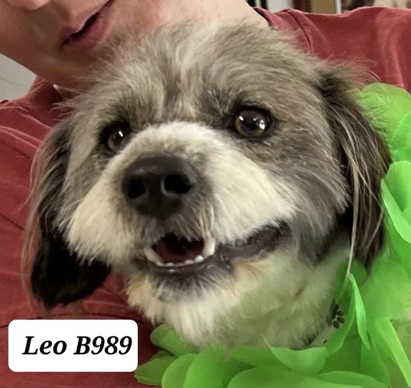 An adult small-sized male Black Jack Russell Terrier dog named Leo for adoption in Morganton, NC