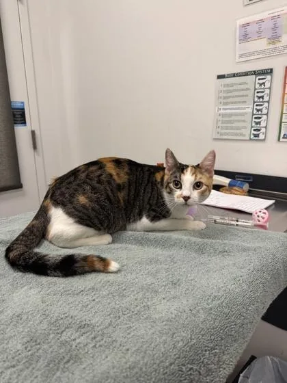 An adult small-sized female Brown / Chocolate Domestic Short Hair cat named Cathy Moriarty for adoption in Kansas City, MO