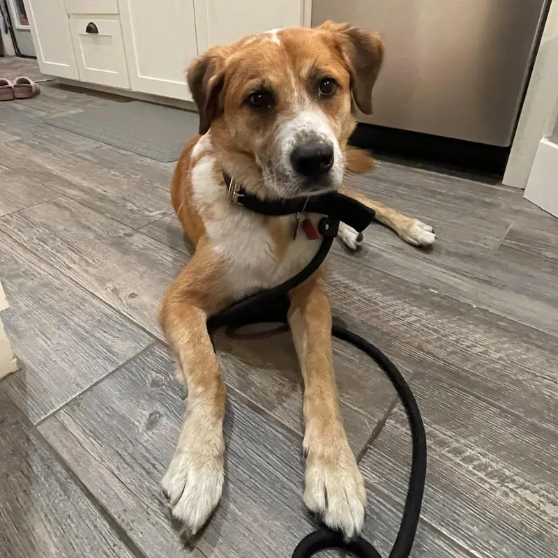 An adult medium-sized male Yellow / Tan / Blond / Fawn Mixed Breed dog named Duke for adoption in Wadena, MN