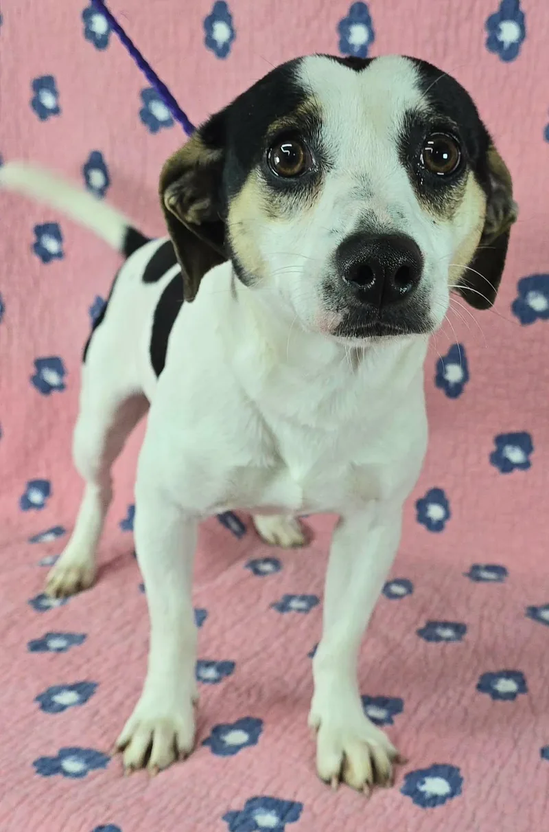 Go Man Go thumbnail 2