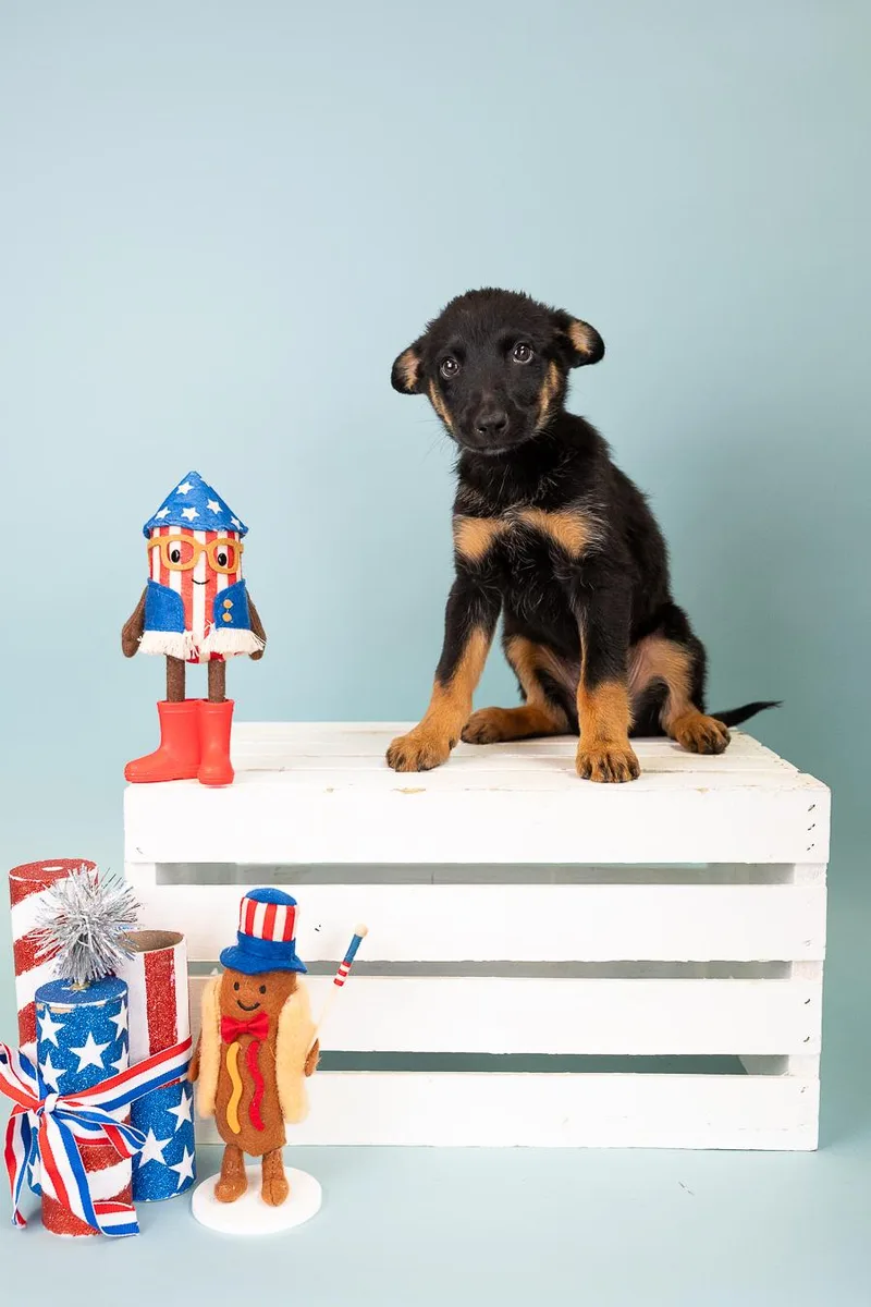 A baby medium-sized male Shepherd dog named 547-26 for adoption in Brighton, CO