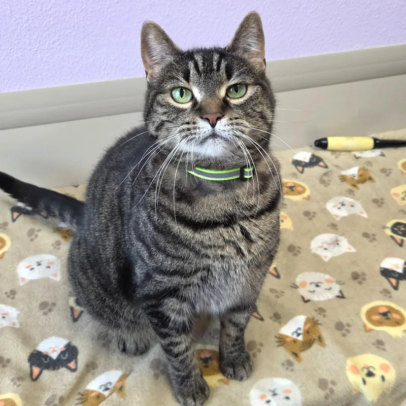 An adult large-sized female Tabby (Brown / Chocolate) Tabby cat named Tia for adoption in Marshfield, WI