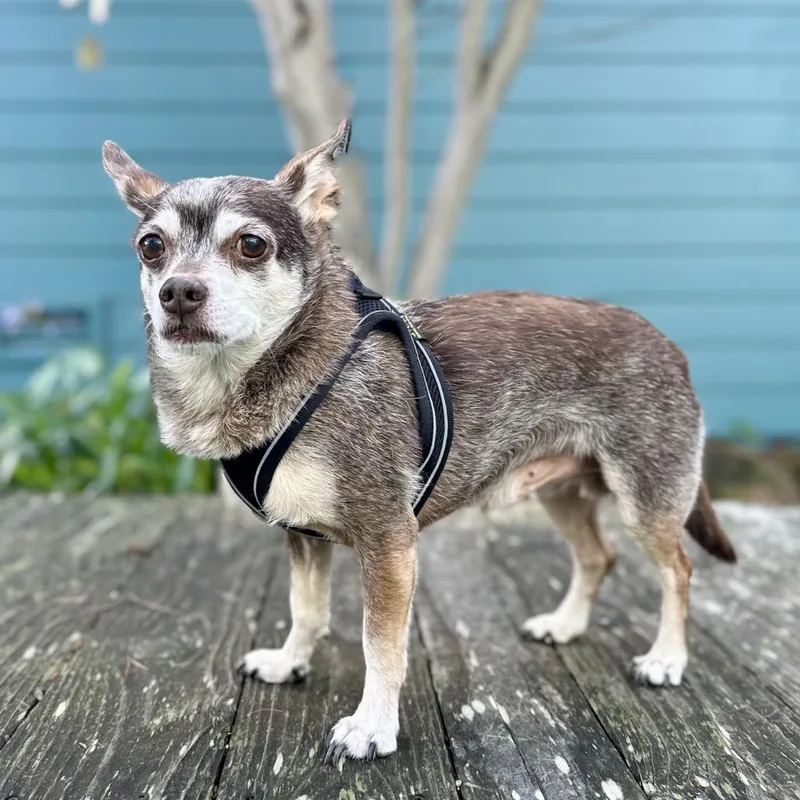 Blockbuster thumbnail 4