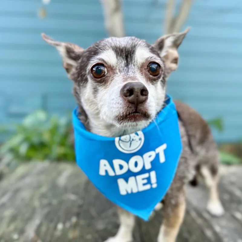 Blockbuster thumbnail 5