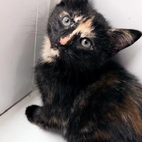 Eloise