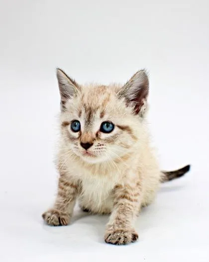 A baby small-sized female Domestic Short Hair cat named Iris for adoption in Morton Grove, IL