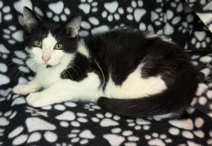 A baby medium-sized male Black & White / Tuxedo Domestic Short Hair cat named 7133 (Domino) for adoption in Lake City, MI