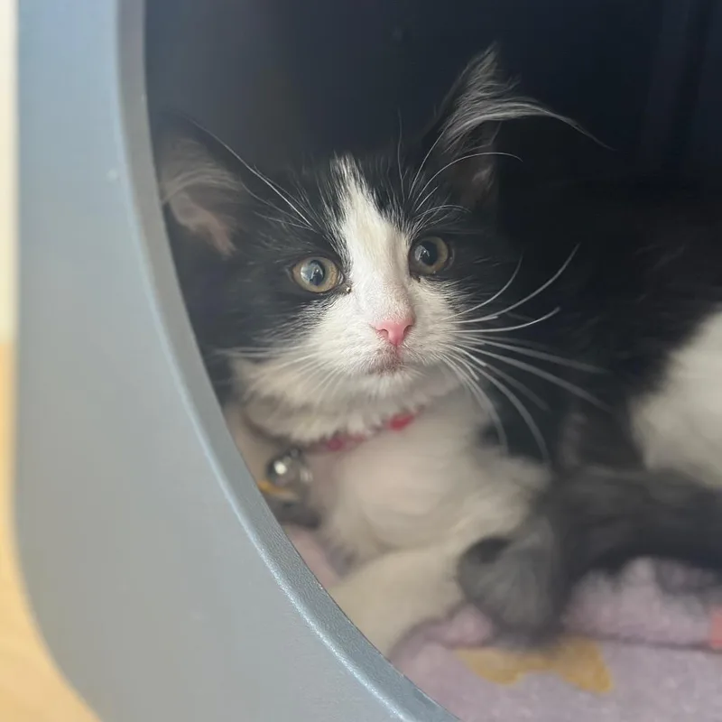 A baby small-sized female Black Domestic Short Hair cat named WV PikaPie for adoption in Port Washington, NY