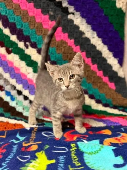 A baby small-sized female Domestic Short Hair cat named Matcha for adoption in Visalia, CA