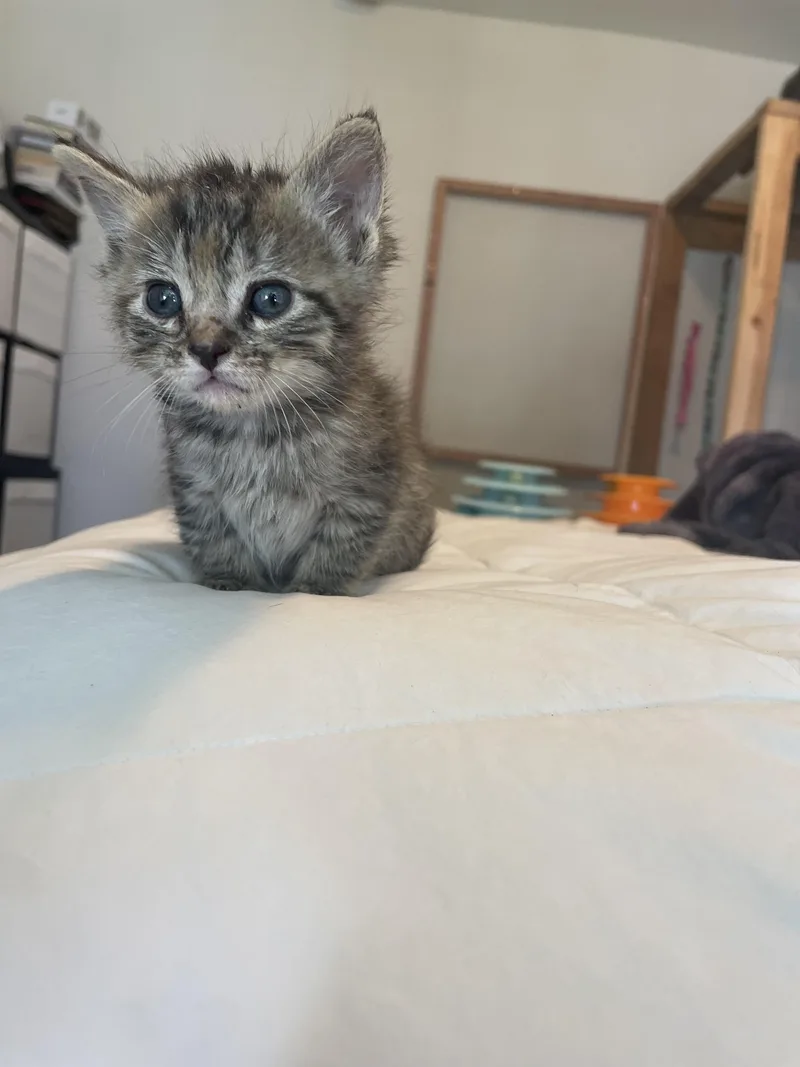 A baby small-sized female Domestic Short Hair cat named Cashew for adoption in Long Beach, CA