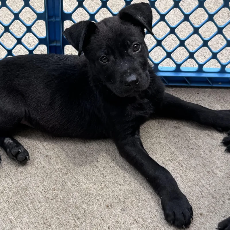 A young medium-sized female Black Labrador Retriever dog named Buttercup for adoption in Water Valley, MS
