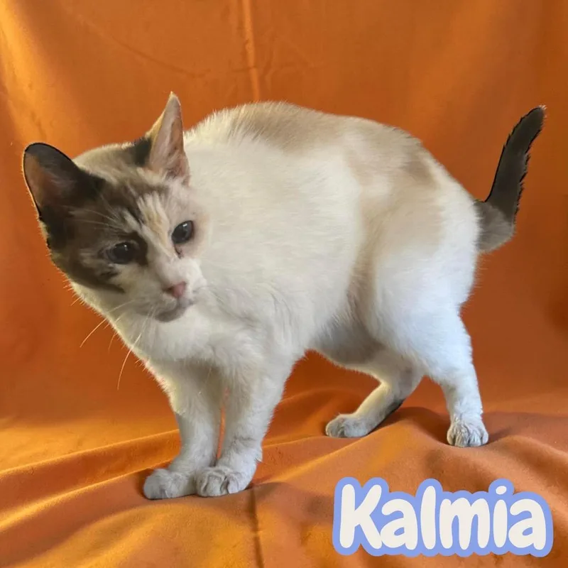 Kalmia