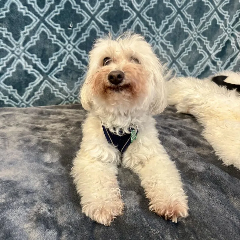 A senior small-sized male White / Cream Bichon Frise dog named Sidney for adoption in San Francisco, CA