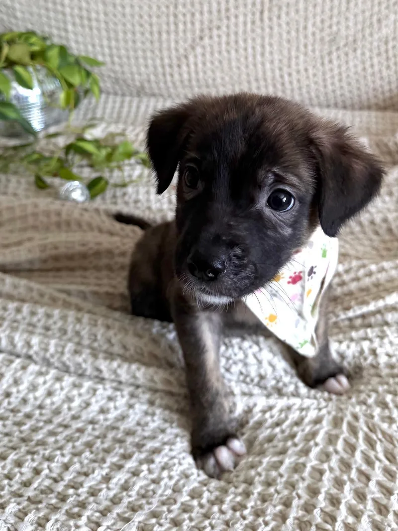 A baby medium-sized male Shepherd dog named Chimichanga  Shepherd litter for adoption in Los Angeles, CA
