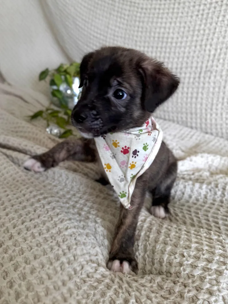 Chimichanga  Shepherd litter thumbnail 2