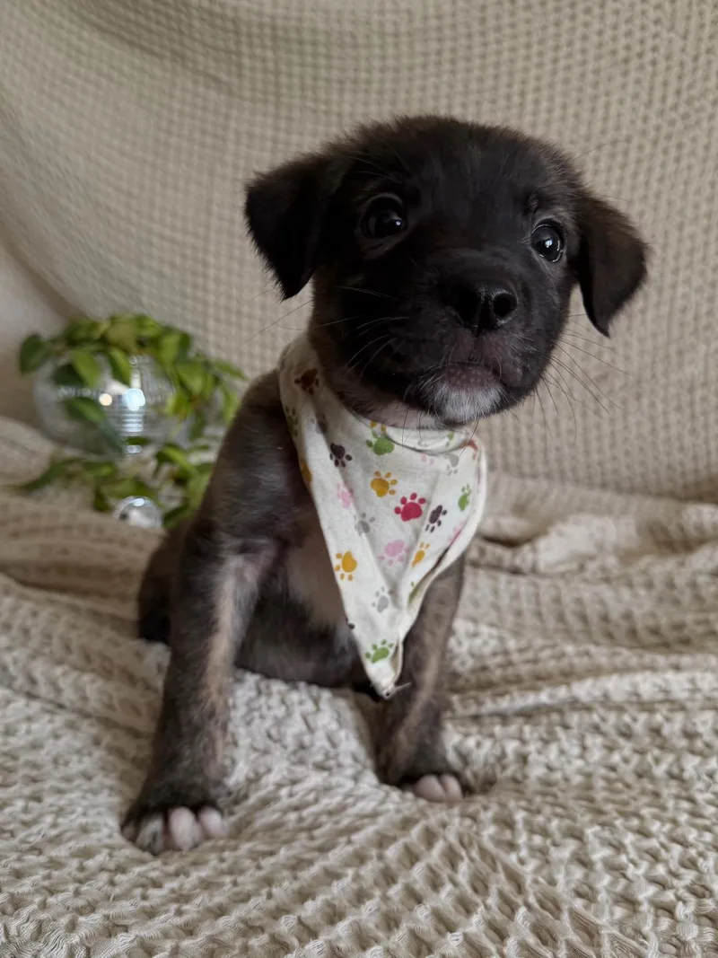 Chimichanga  Shepherd litter thumbnail 3