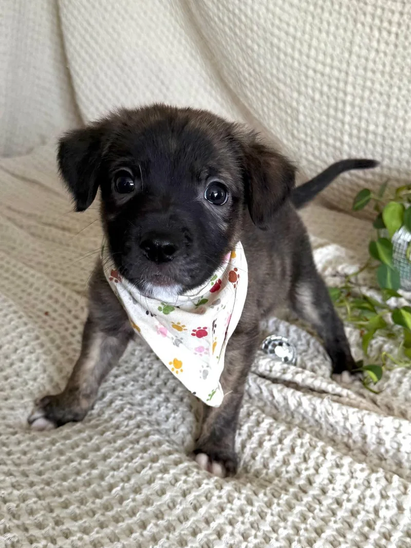 Chimichanga  Shepherd litter thumbnail 4
