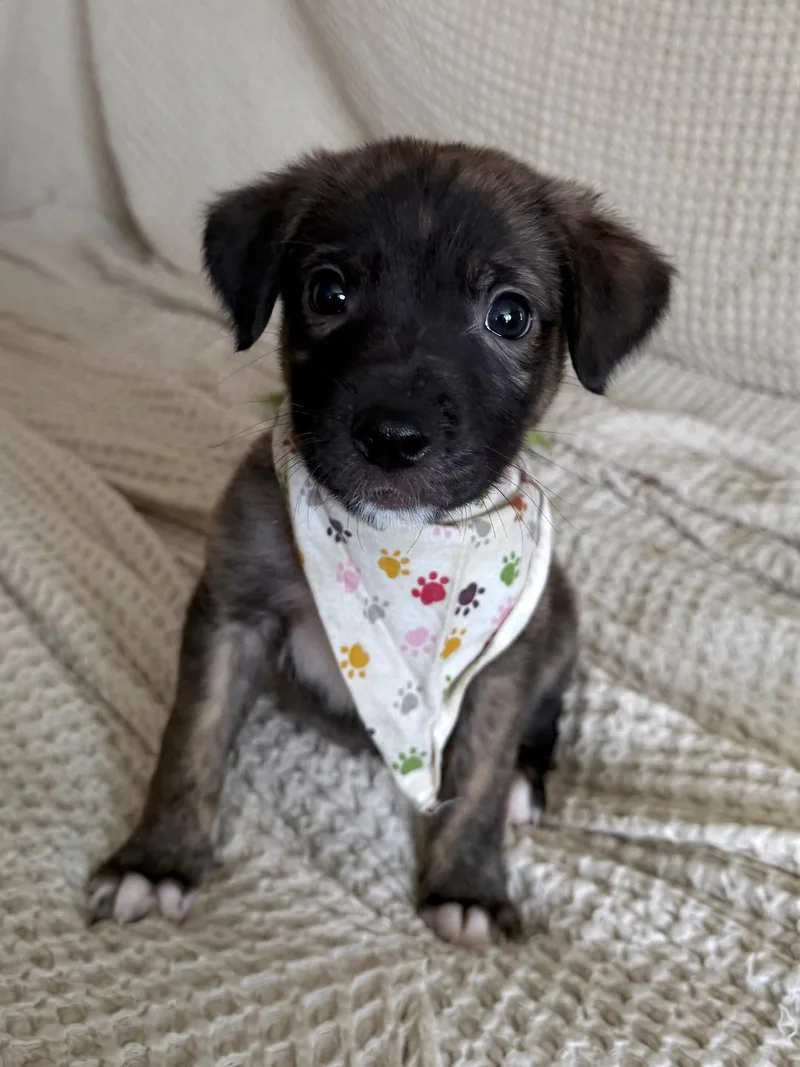 Chimichanga  Shepherd litter thumbnail 5