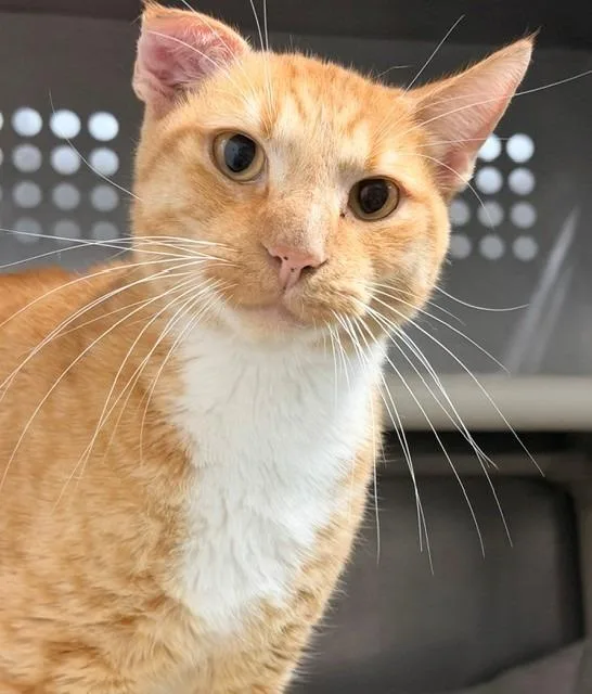 A young medium-sized male Domestic Short Hair cat named Van Gogh for adoption in Ladysmith, WI