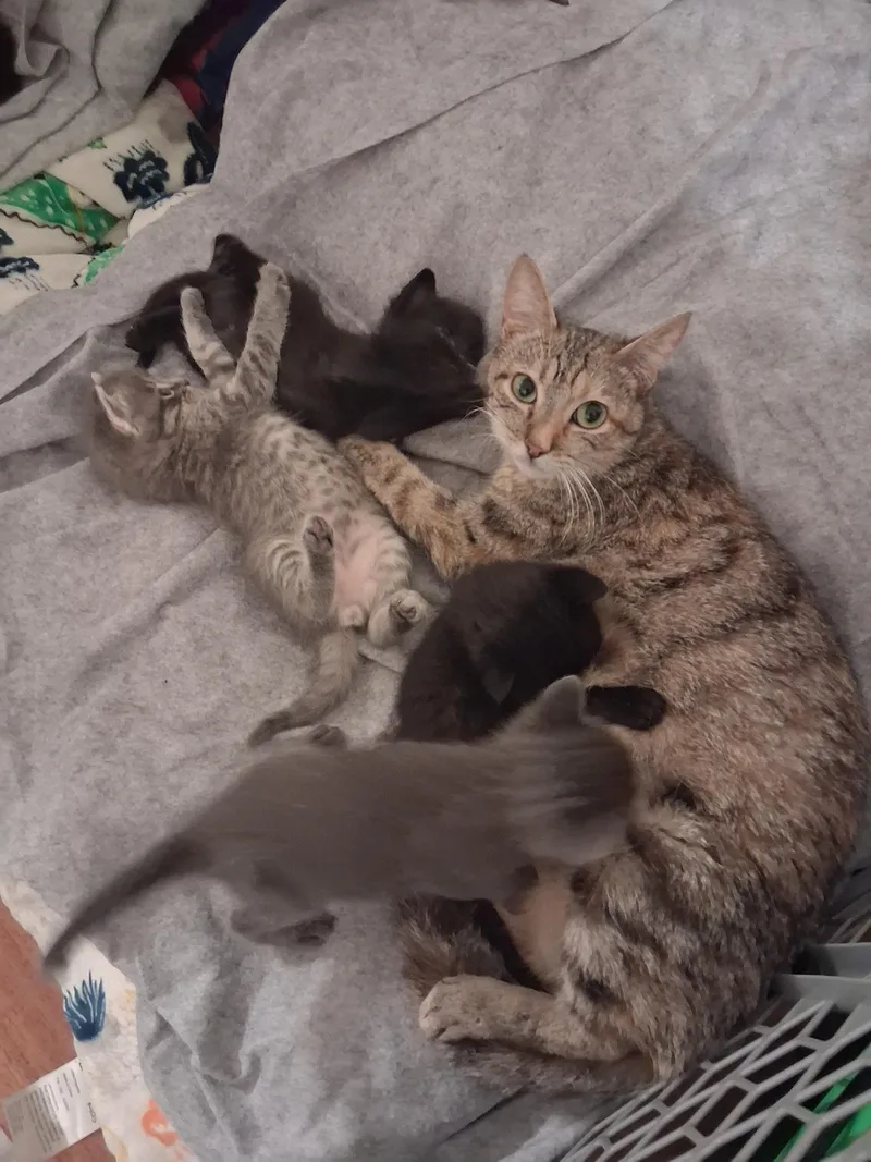 A young medium-sized female Domestic Short Hair cat named Bonnie for adoption in Long Beach, CA