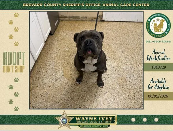 An adult large-sized male Mixed Breed dog named Smushy for adoption in Melbourne, FL