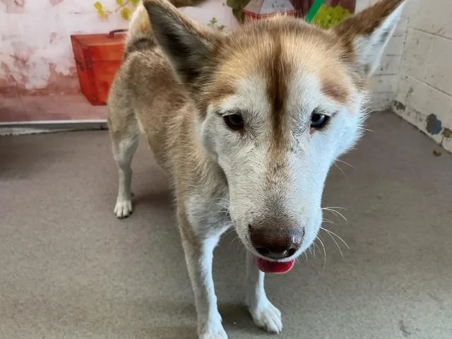 A young medium-sized female Siberian Husky dog named Priah for adoption in San Bernardino, CA