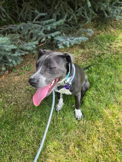 A young medium-sized female Mixed Breed dog named Harley for adoption in Hamilton, MT