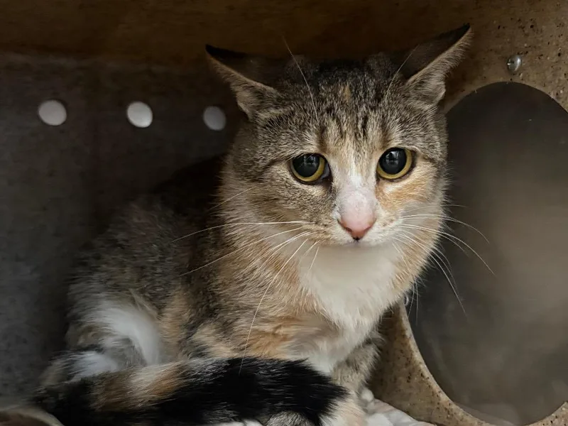 A young small-sized female Dilute Calico cat named April for adoption in Powell, OH