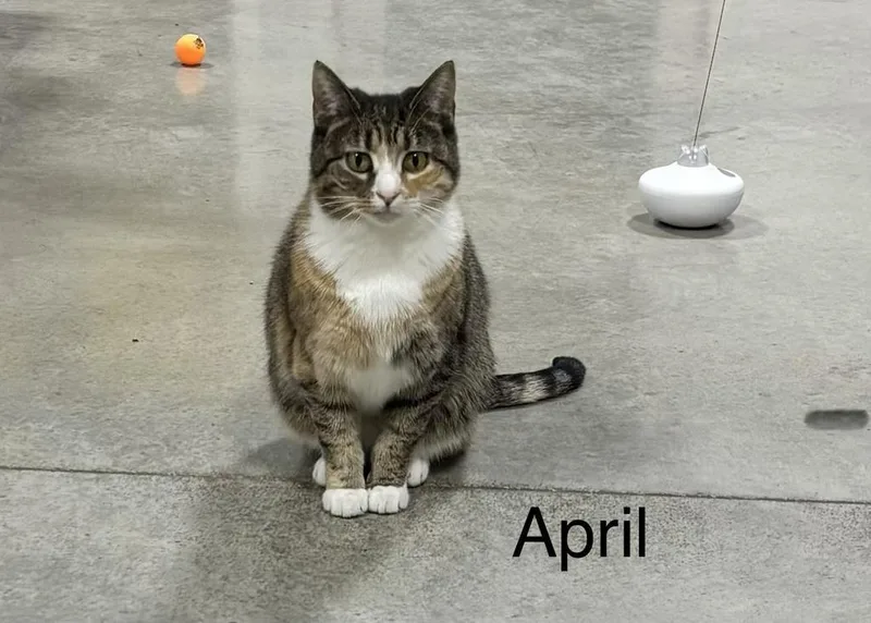 April thumbnail 2