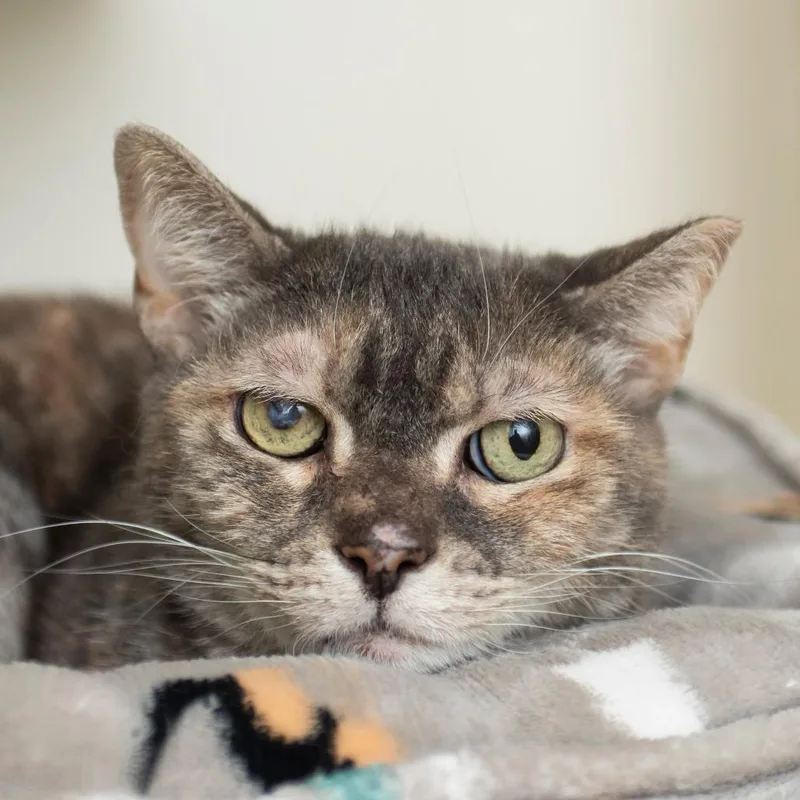 A senior medium-sized female Calico Domestic Short Hair cat named Joyful for adoption in Middletown, RI