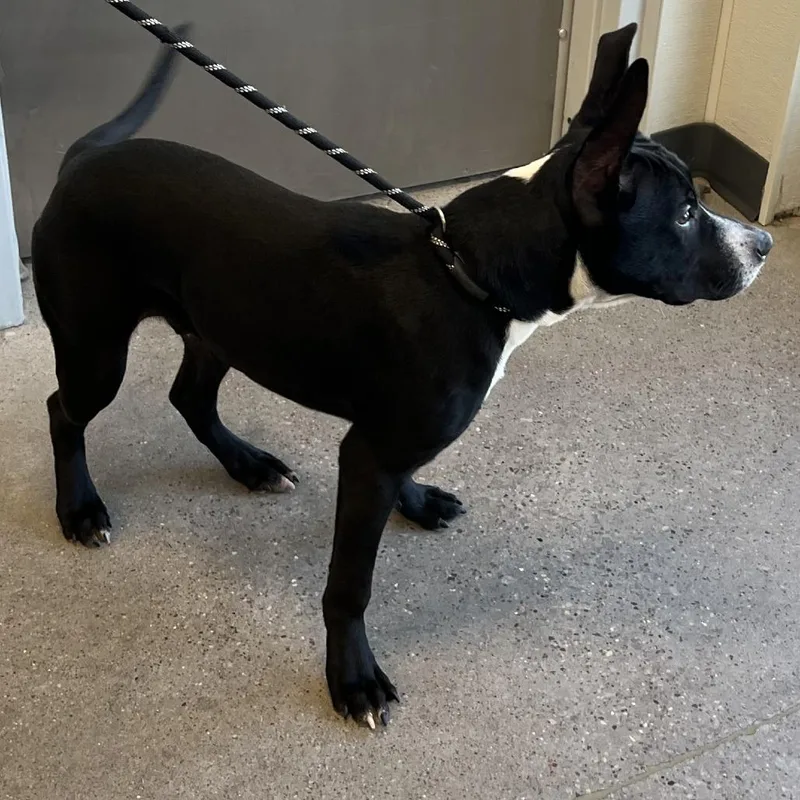 A young medium-sized male Black Mixed Breed dog named Frankie for adoption in Las Cruces, NM