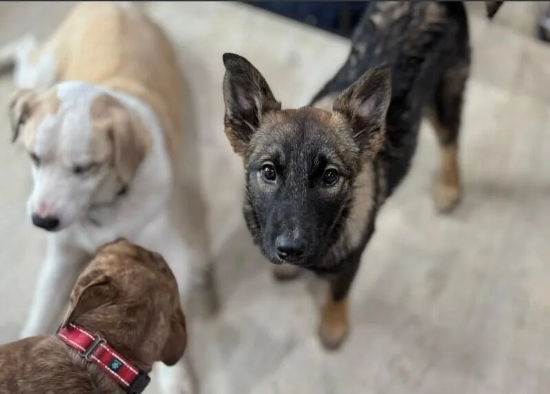 Valkyrie thumbnail 2