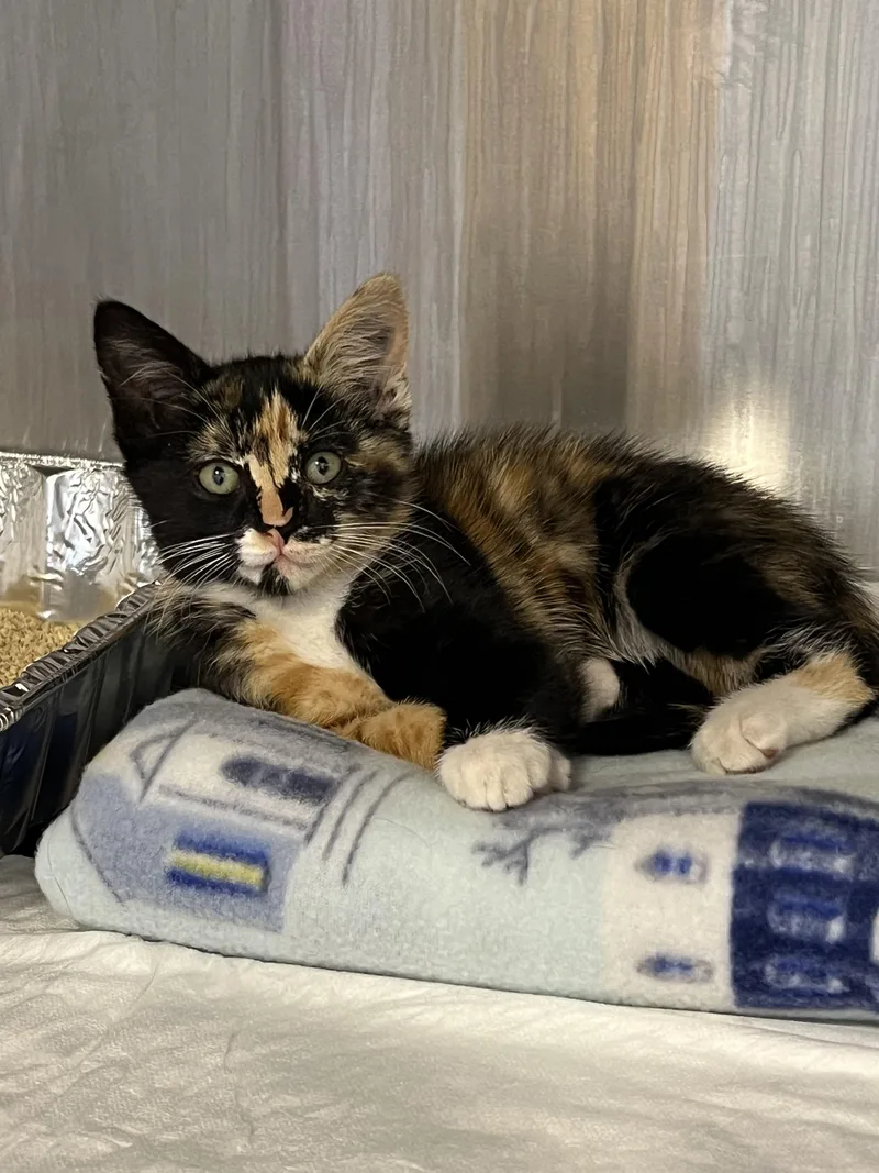 A baby medium-sized female Calico Domestic Short Hair cat named Tabitha for adoption in Yakima, WA