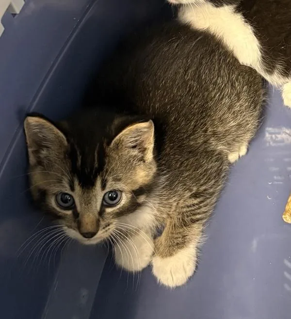 A baby small-sized male Domestic Short Hair cat named Kcc for adoption in Lawrenceville, GA