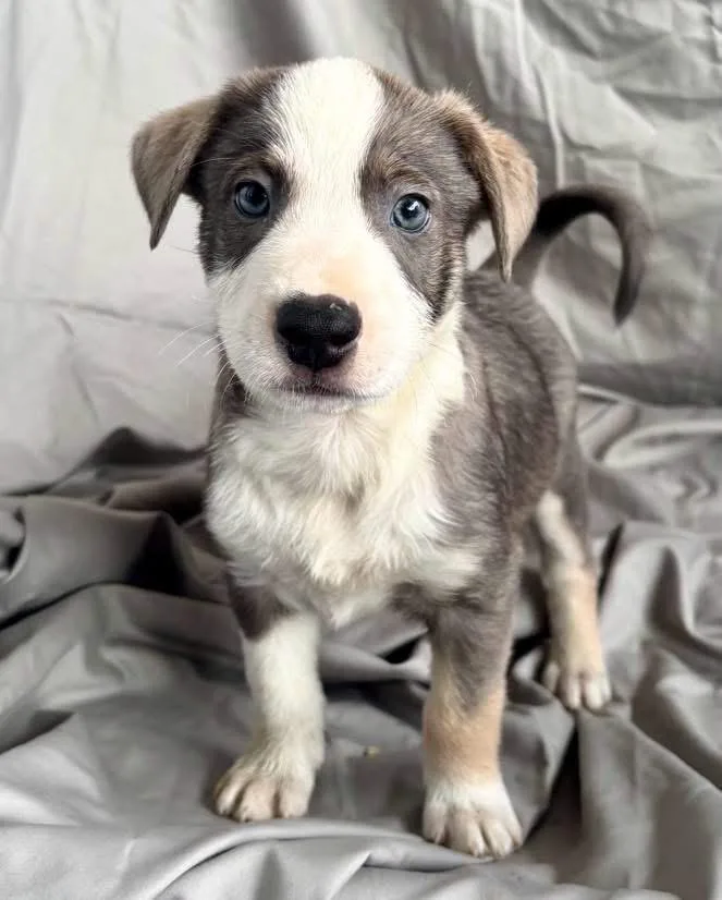 A baby medium-sized male Mixed Breed dog named Binx for adoption in Lutz, FL