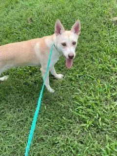A young medium-sized female Husky dog named Banana Pudding for adoption in Raleigh, NC