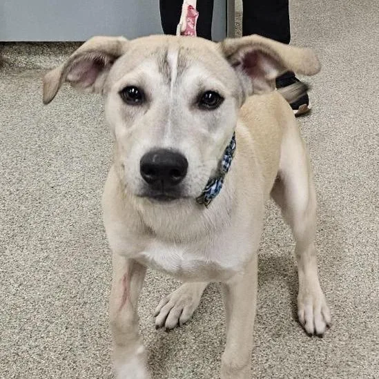 A young medium-sized male White / Cream Mixed Breed dog named Tennessee for adoption in Jacksonville, FL