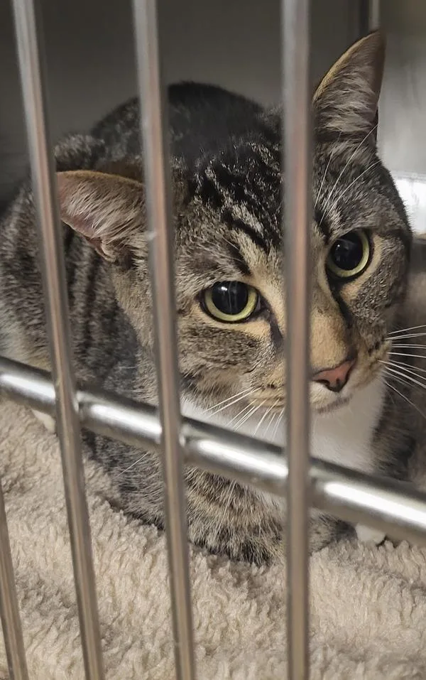 An adult small-sized female Domestic Short Hair cat named Pen c Paris for adoption in Lawrenceville, GA