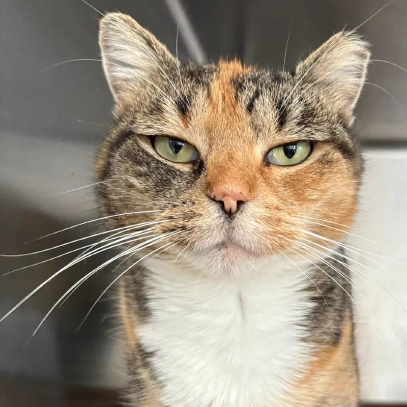 An adult medium-sized female Torbie Domestic Short Hair cat named Caramia for adoption in Chapel Hill, NC