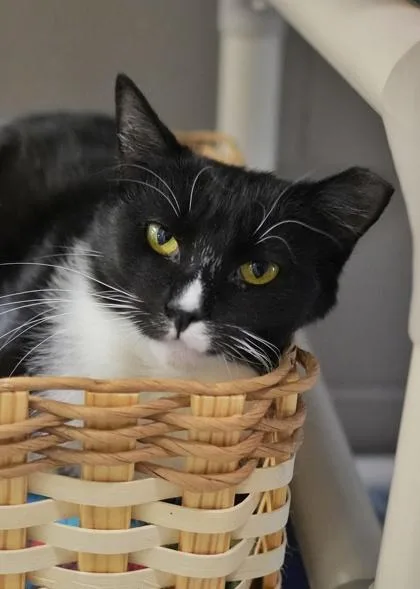 A young medium-sized female Domestic Short Hair cat named Splint for adoption in Aiken, SC