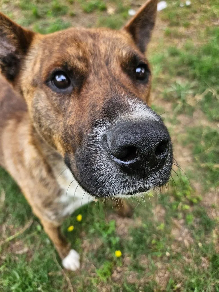 An adult medium-sized male Plott Hound dog named Gazpacho for adoption in Sherwood, AR