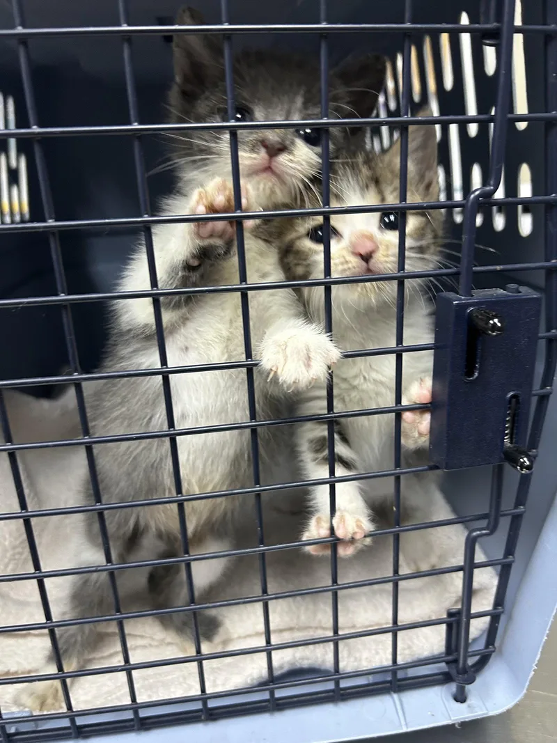 A baby medium-sized male Gray / Blue / Silver Domestic Short Hair cat named Shao Kahn for adoption in Sanford, NC