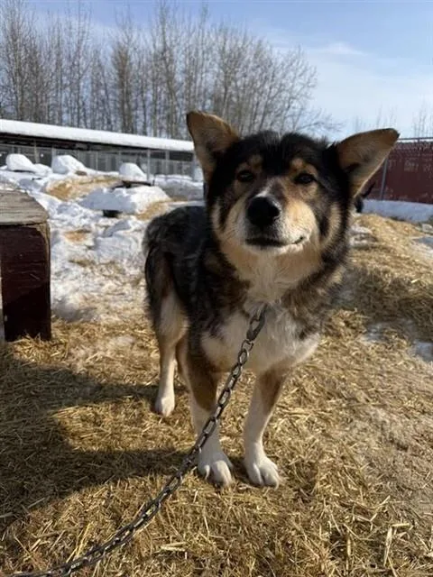 An adult large-sized male Siberian Husky dog named Coach Wiebe for adoption in Fairbanks, AK